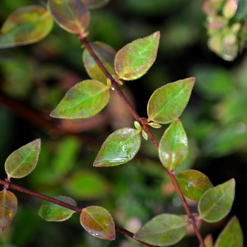 Abelia grandiflora Petite Garden Minedward (Follaje)