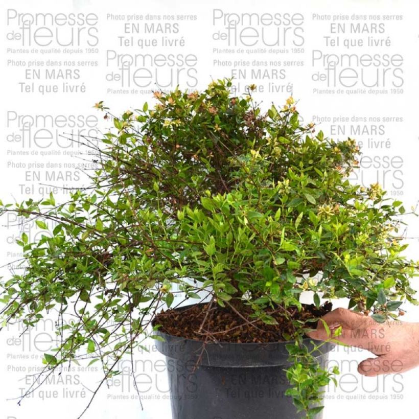 Ejemplo de ejemplar de Abelia grandiflora Petite Garden Minedward Maceta 2L/3LAltura de entrega aprox. 20/30cm tal y como se entrega