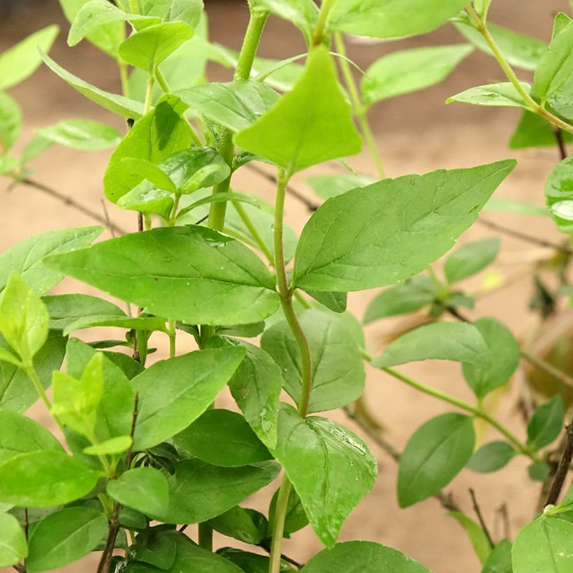 Abelia Raspberry Profusion (Follaje)