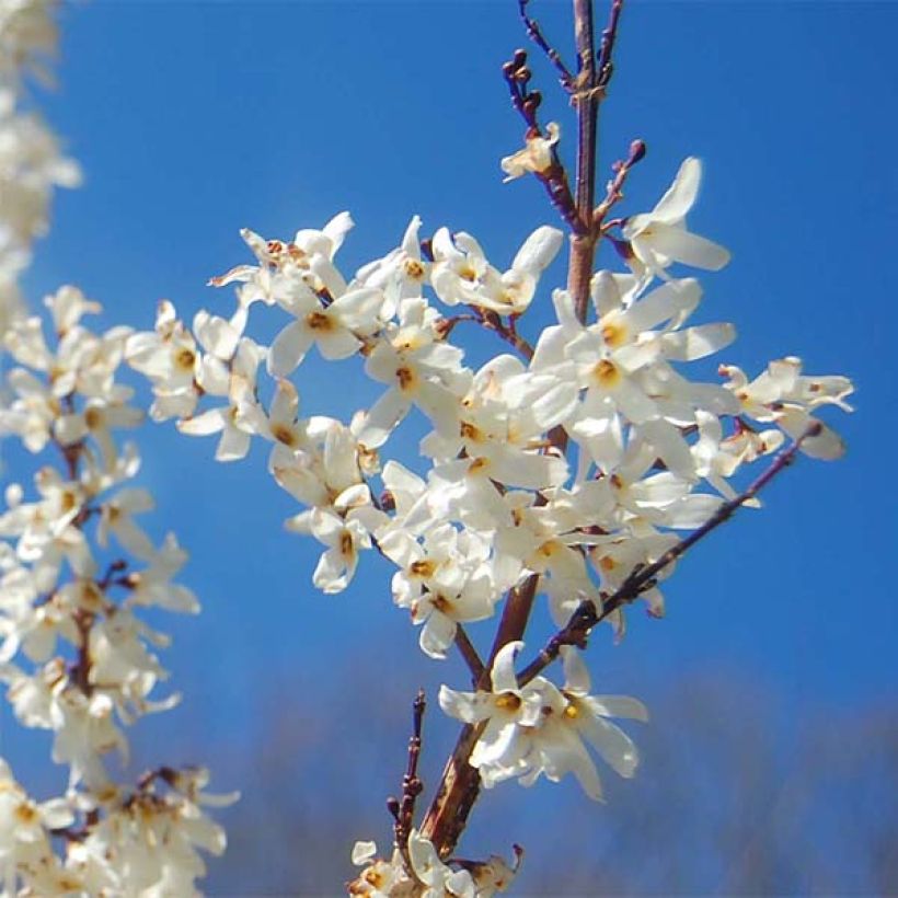 Abeliophyllum distichum - Forsitia blanca (Floración)