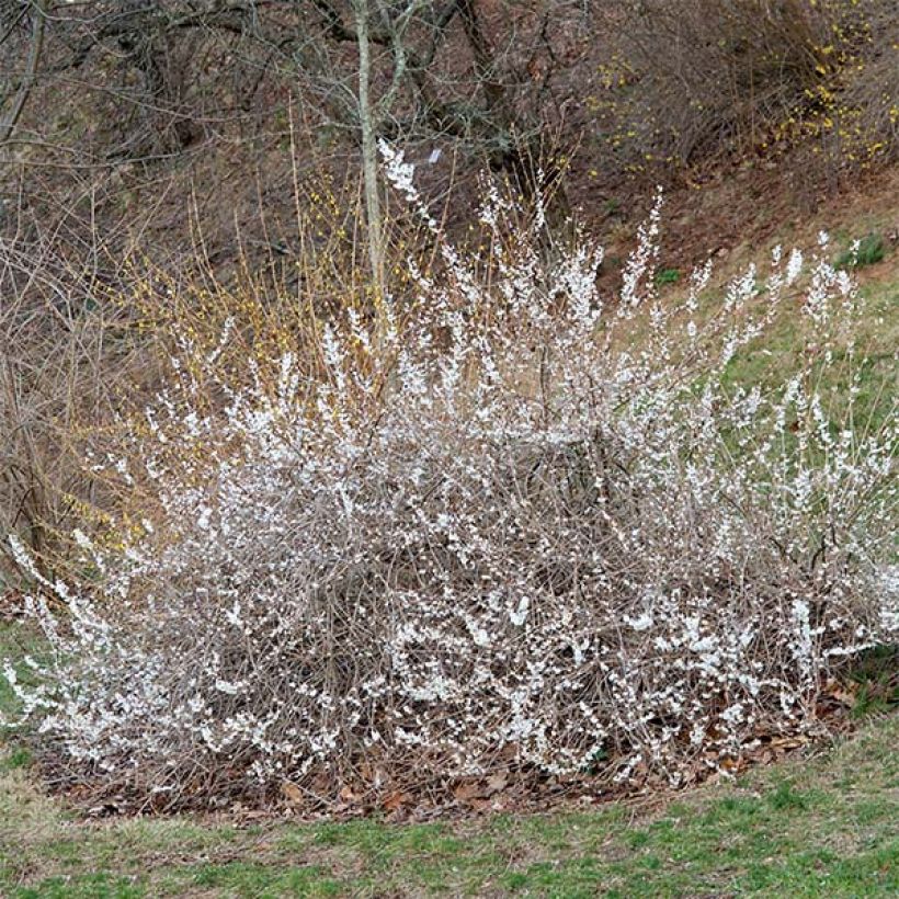 Abeliophyllum distichum - Forsitia blanca (Porte)