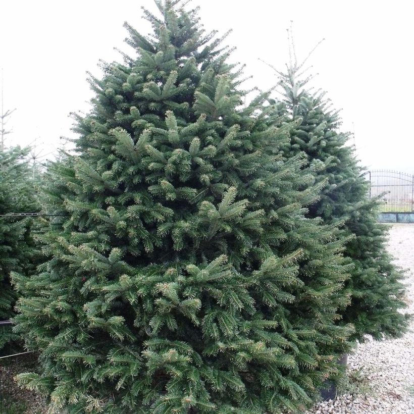 Abies nordmanniana - Abeto del Cáucaso (Porte)