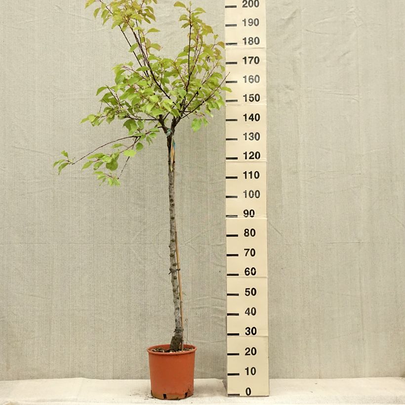 Ejemplar de Abricotier - Prunus armeniaca Bulida Pot de 7,5L/10L entregado en verano