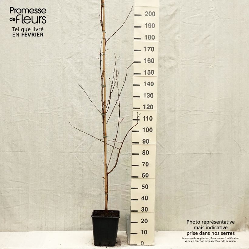 Abricotier - Prunus armeniaca Harcot - Pot de 15L Gobelet Ejemplar entregado en invierno