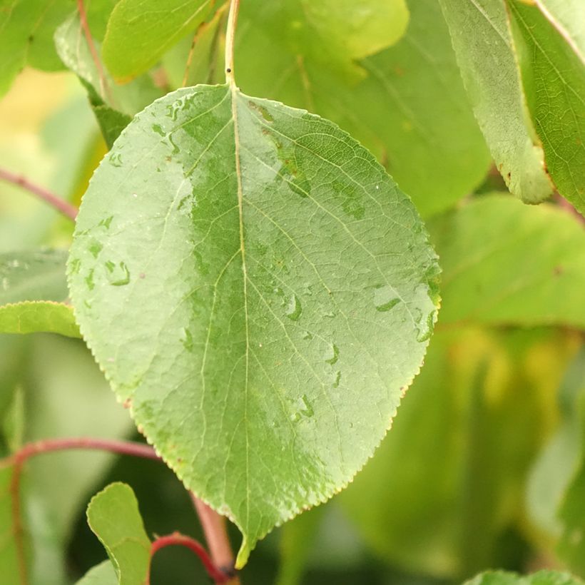 Abricotier - Prunus armeniaca Meilleur de Hongrie (Follaje)