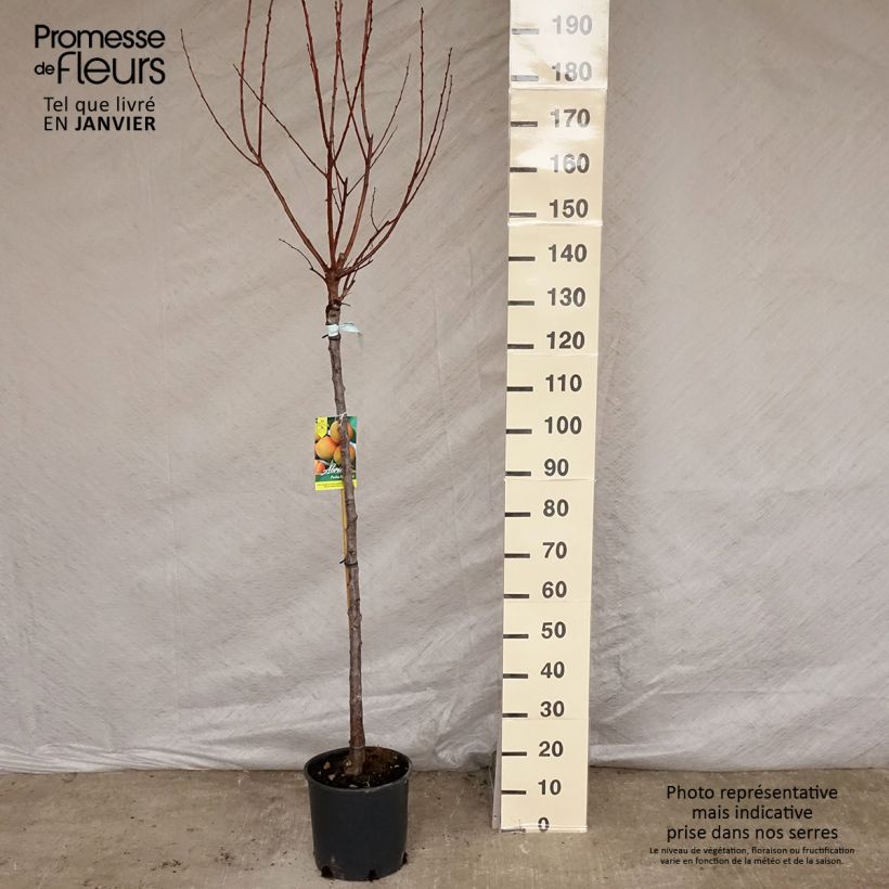 Abricotier - Prunus armeniaca Peche Nancy Demi-tige en pot de 7,5l/10l Ejemplar entregado en invierno