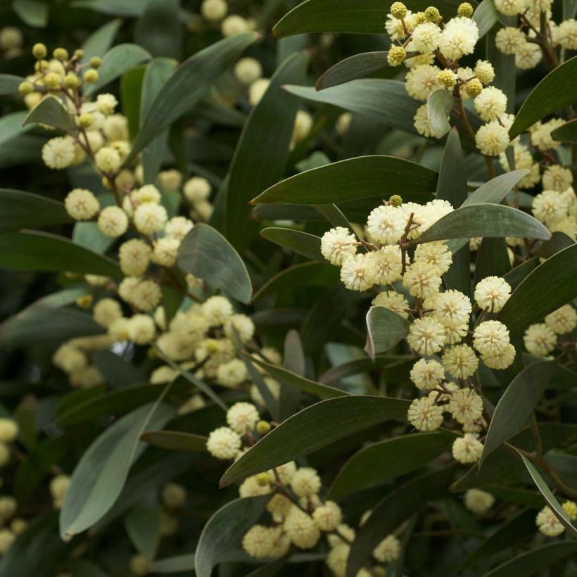 Acacia melanoxylon - Acacia negra (Floración)