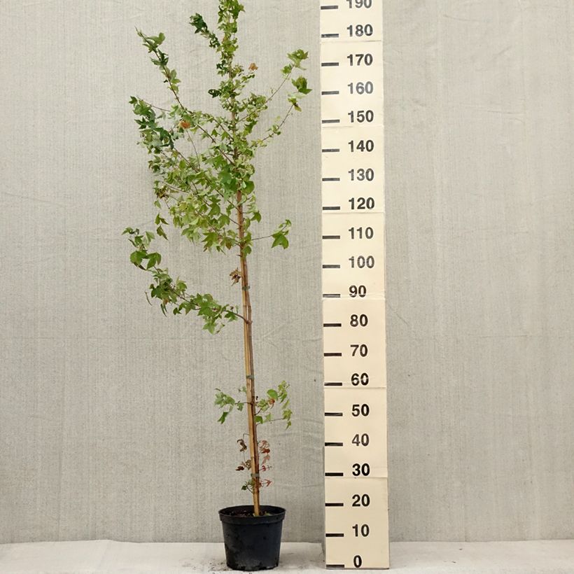 Ejemplar de Acer buergerianum - Erable de Buerger Pot de 5L entregado en verano