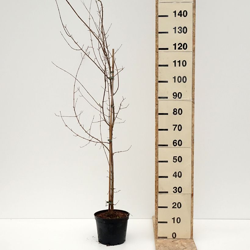 Acer buergerianum - Arce tridente Maceta 4L/5LAltura de entrega aprox. 180/200cm Ejemplar entregado en invierno