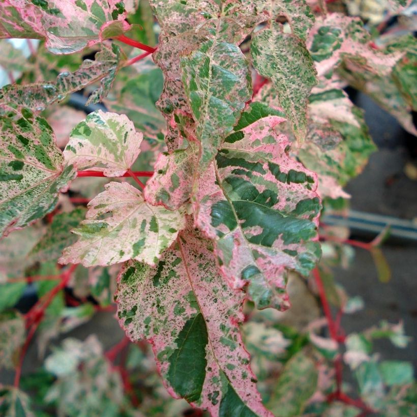 Acer conspicuum Red Flamingo (Follaje)