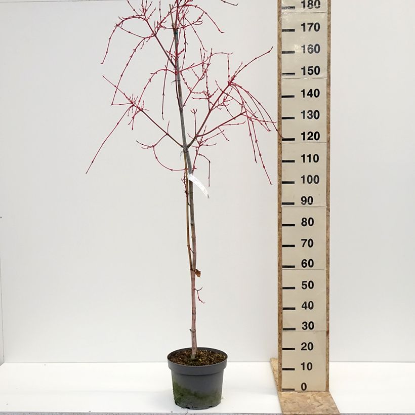 Acer conspicuum Red Flamingo - Érable à peau de serpent en pot de 7,5L/10L Ejemplar entregado en invierno