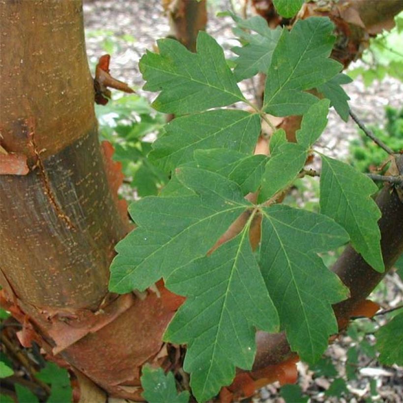 Acer griseum - Arce chino gris​ (Follaje)