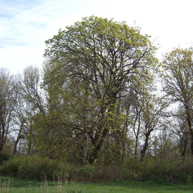 Acer macrophyllum - Arce de Oregón​ (Porte)