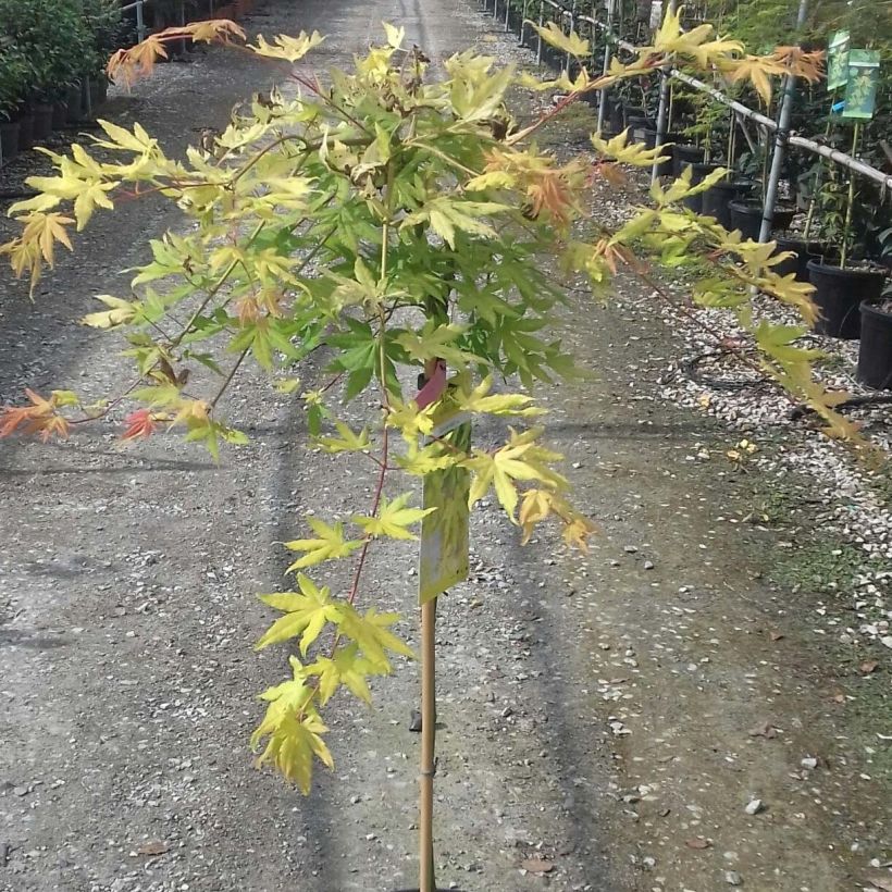 Acer palmatum Cascade Gold - Arce japonés (Follaje)