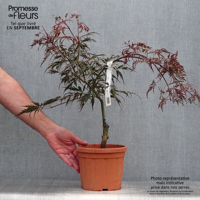 Ejemplar de Acer palmatum Dissectum Atropurpureum - Érable du Japon Pot de 3L entregado en otoño