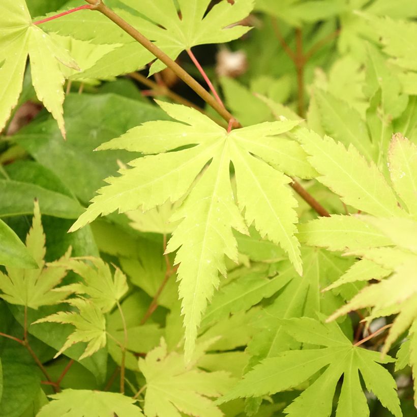 Arce japonés Orange Dream - Acer palmatum (Follaje)