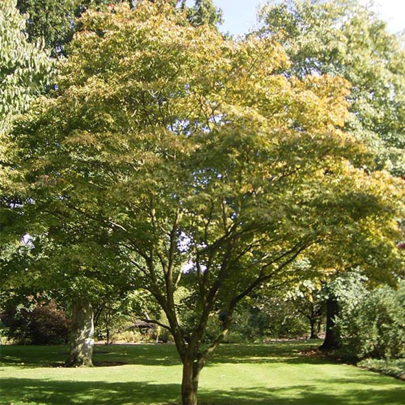 Arce japonés Osakazuki - Acer palmatum (Porte)