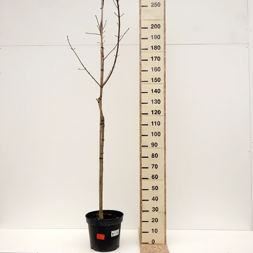 Arce real Maculatum - Acer platanoides Maceta 12L/15LAltura de entrega aprox. 220/250cm Ejemplar entregado en invierno