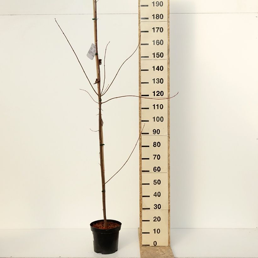 Acer rubrum Somerset - Arce de Canadá Maceta 7,5L/10LAltura de entrega aprox. 220/250cm Ejemplar entregado en invierno