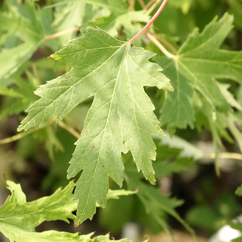 Acer saccharinum Laciniatum Wieri (Follaje)