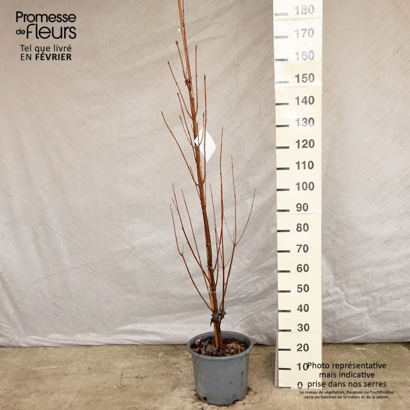 Acer saccharinum Pyramidale - Érable argenté Pot de 15L Ejemplar entregado en invierno