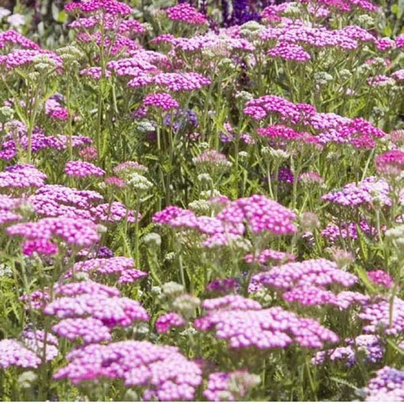 Milenrama Lilac Beauty - Achillea millefolium (Porte)