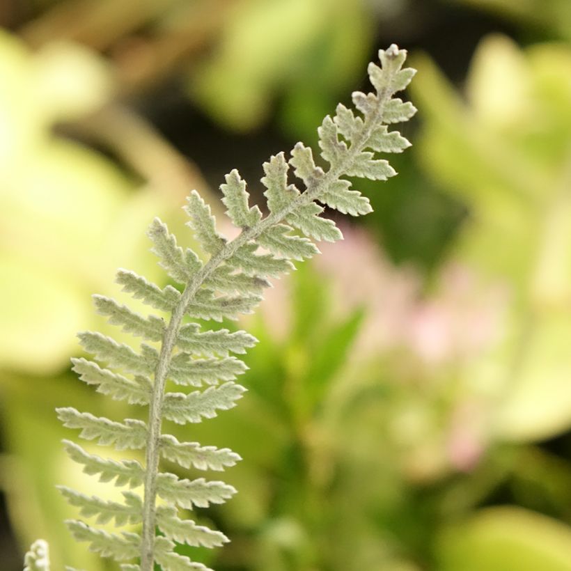 Achillea clypeolata - Milenrama (Follaje)