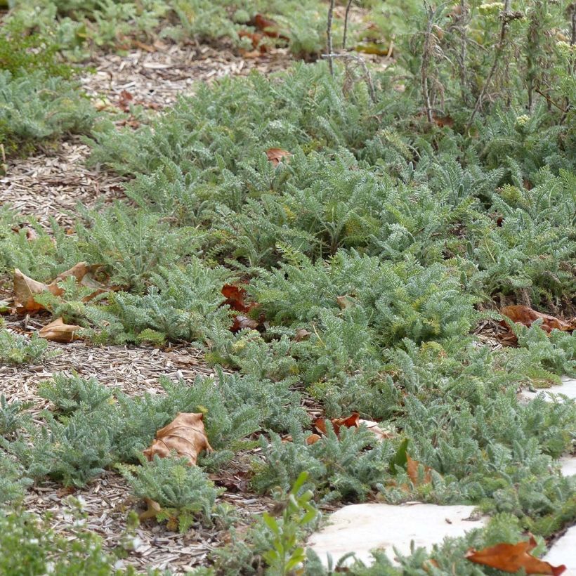 Achillea crithmifolia - Milenrama (Follaje)