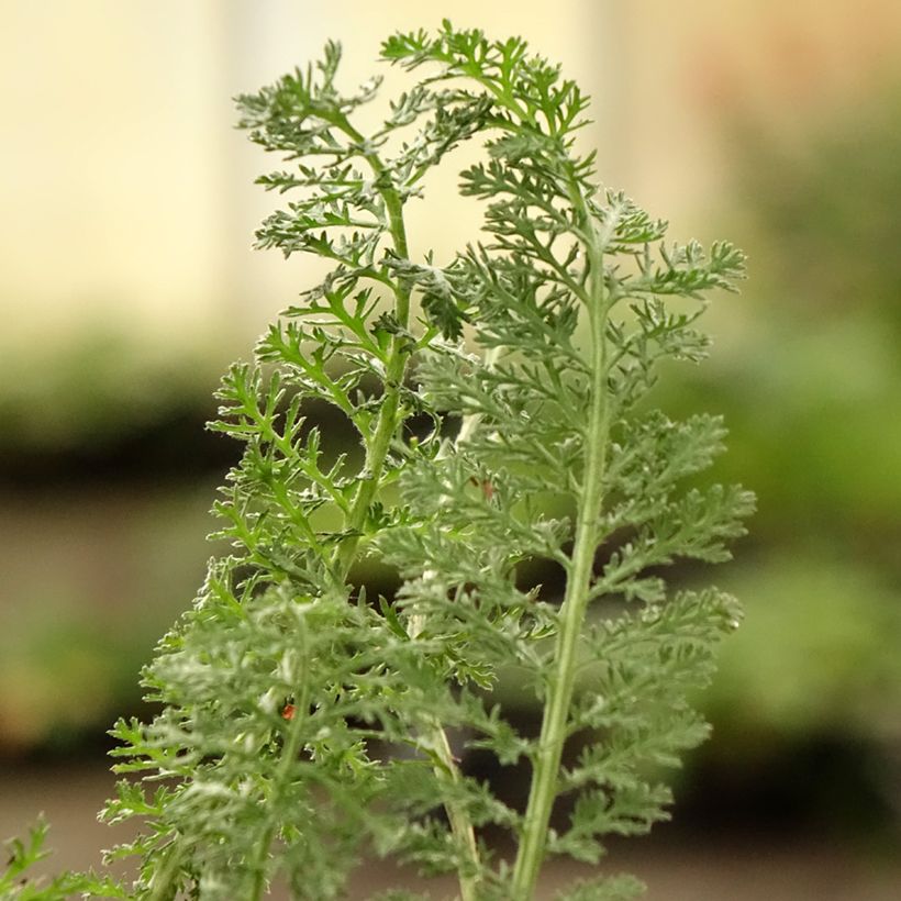 Achillea Little Moonshine - Milenrama (Follaje)