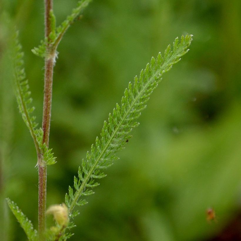 Milenrama Feuerland - Achillea millefolium (Follaje)