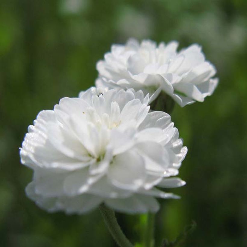 Achillea ptarmica The Pearl (Floración)