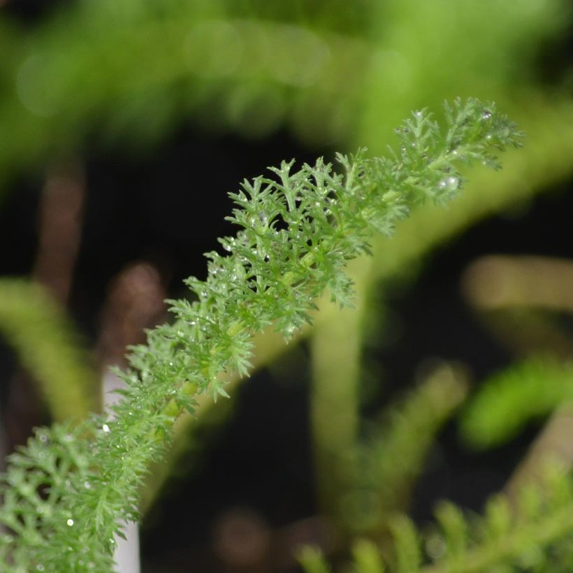 Milenrama Apfelblute - Achillea millefolium (Follaje)