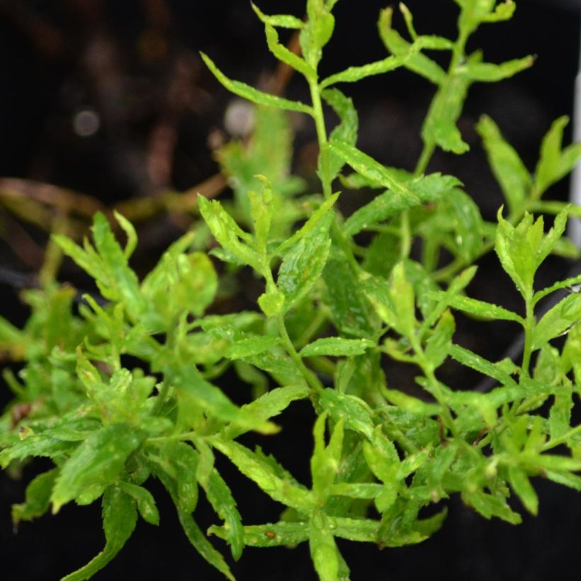 Achillea ptarmica Perry s White (Follaje)