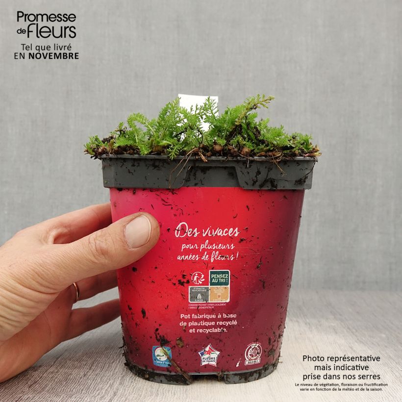 Ejemplar de Achillée Desert Eve Red Pot de 2L/3L entregado en otoño