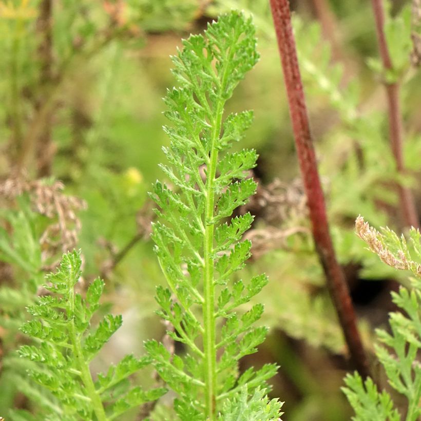 Milenrama Cassis - Achillea millefolium (Follaje)