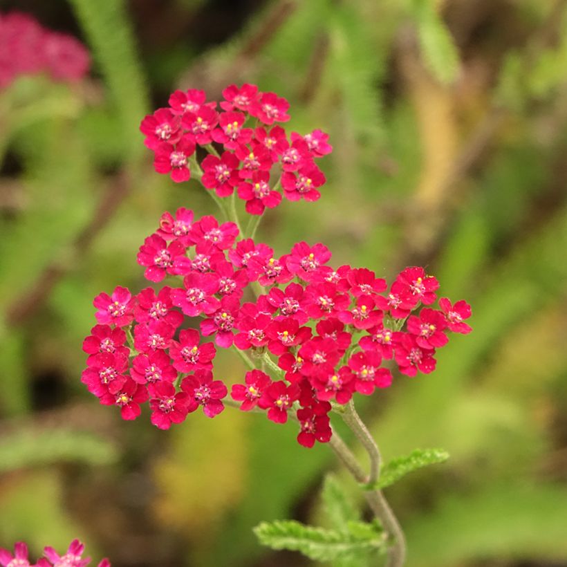 Milenrama Cassis - Achillea millefolium (Floración)