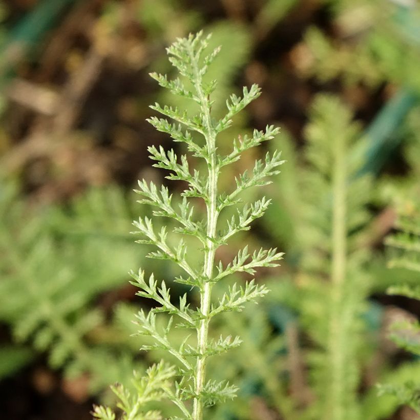 Milenrama Peachy Seduction - Achillea millefolium (Follaje)