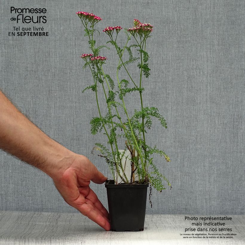 Ejemplar de Achillée millefolium Petra Godet de 9cm entregado en otoño