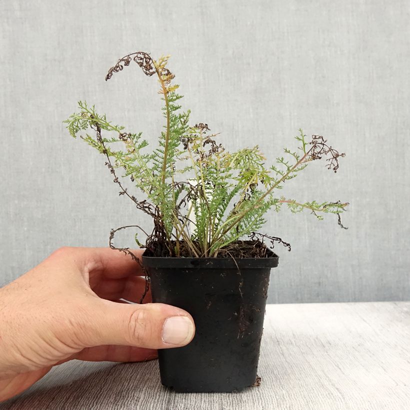 Ejemplar de Achillée millefolium Velours Godet de 9cm entregado en otoño