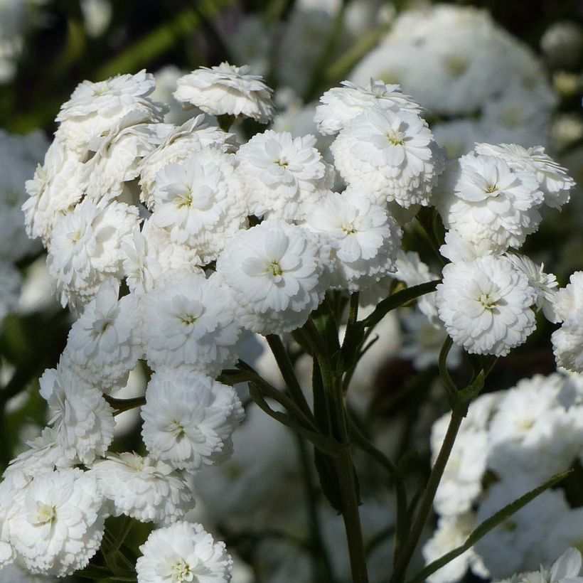 Achillea ptarmica Perry s White (Floración)