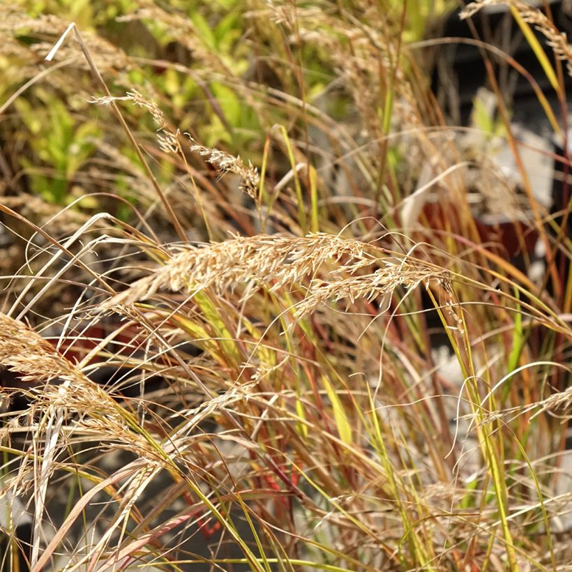 Stipa calamagrostis Allgäu (Floración)