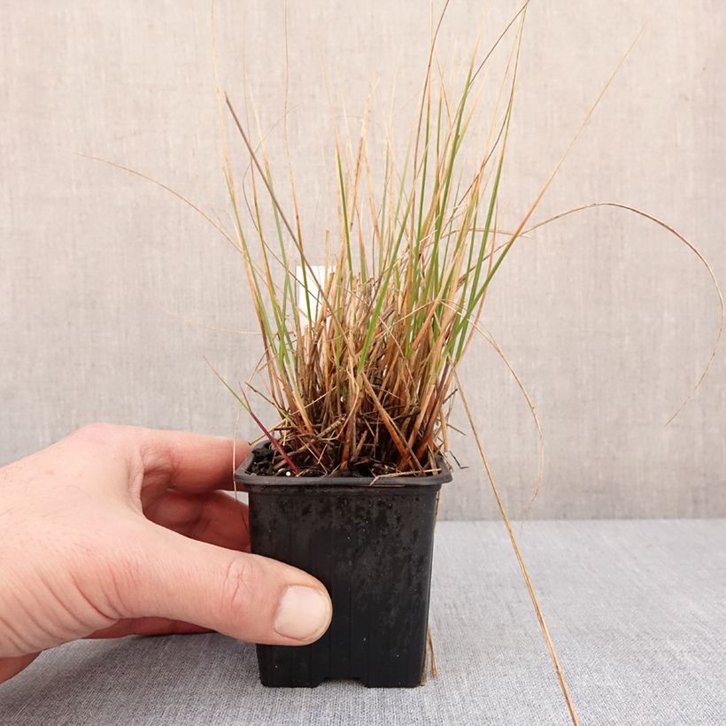 Stipa calamagrostis Allgäu Maceta de 8/9 cm Ejemplar entregado en invierno