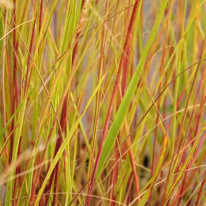 Stipa calamagrostis Allgäu (Follaje)