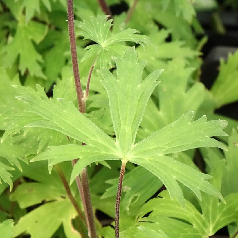 Aconitum Purple Sparrow (Follaje)