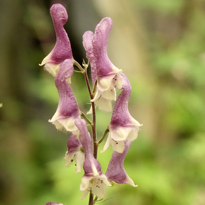 Aconitum Purple Sparrow (Floración)