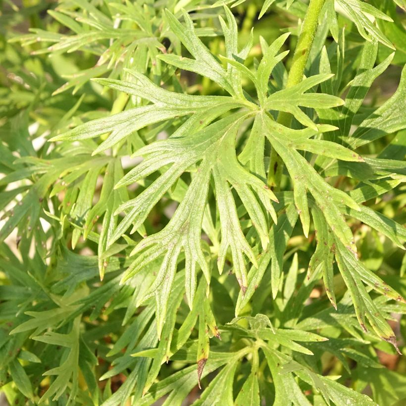 Aconitum napellus Album (Follaje)