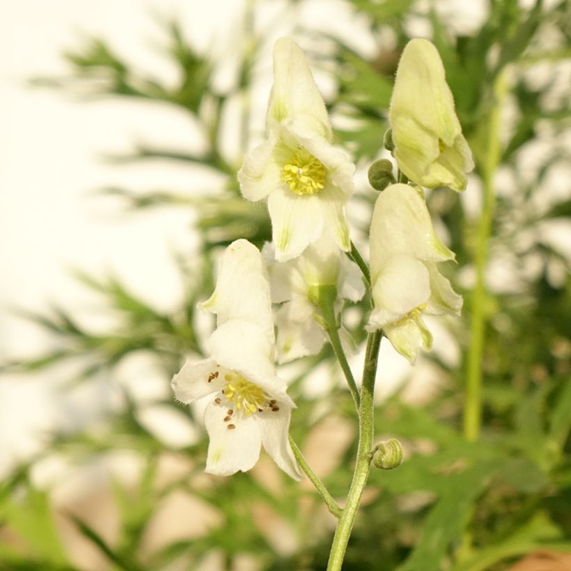 Aconitum napellus Album (Floración)