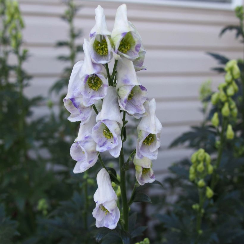 Aconitum carmichaelii Cloudy (Floración)