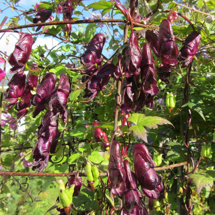 Aconitum hemsleyanum Red Wine (Floración)