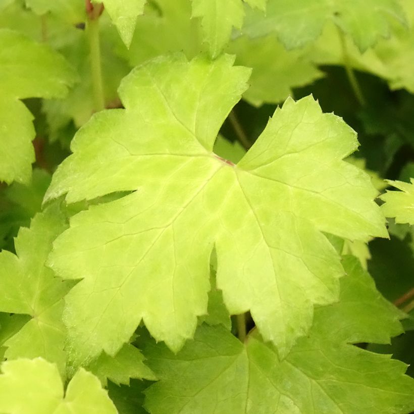 Actaea japonica Cheju-Do (Follaje)